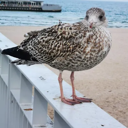 Appartamento Spacerowa Z Balkonem *