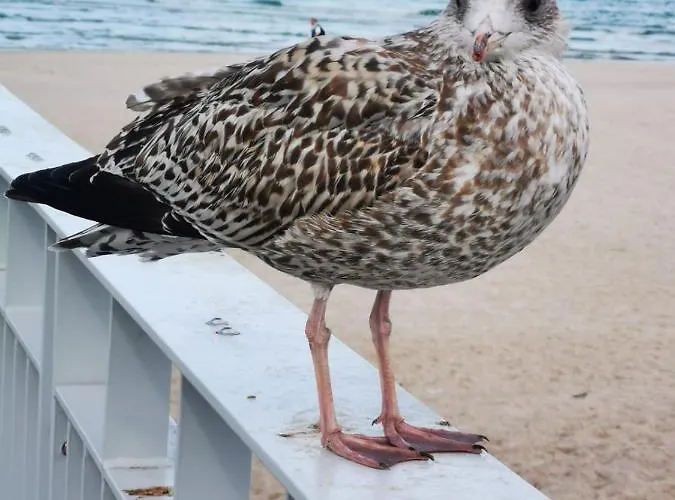 Apartment Spacerowa Z Balkonem *